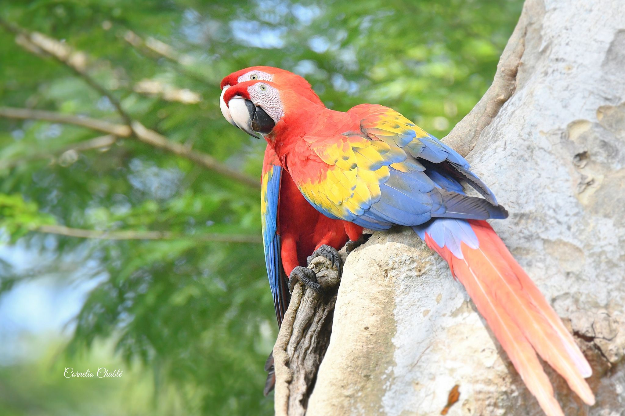 Guacamaya roja sobre el borde del nido