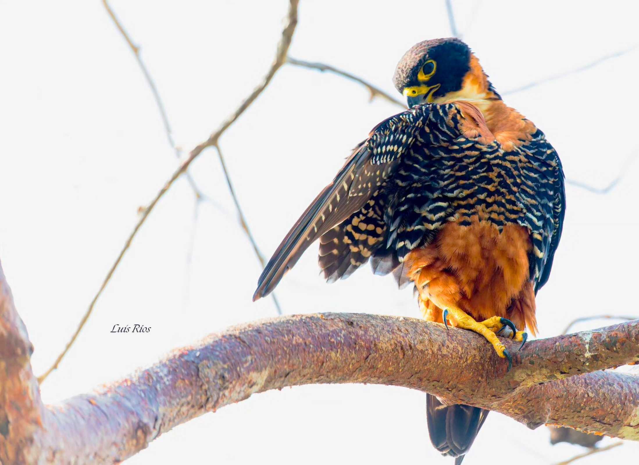 Orange-breasted Falcon