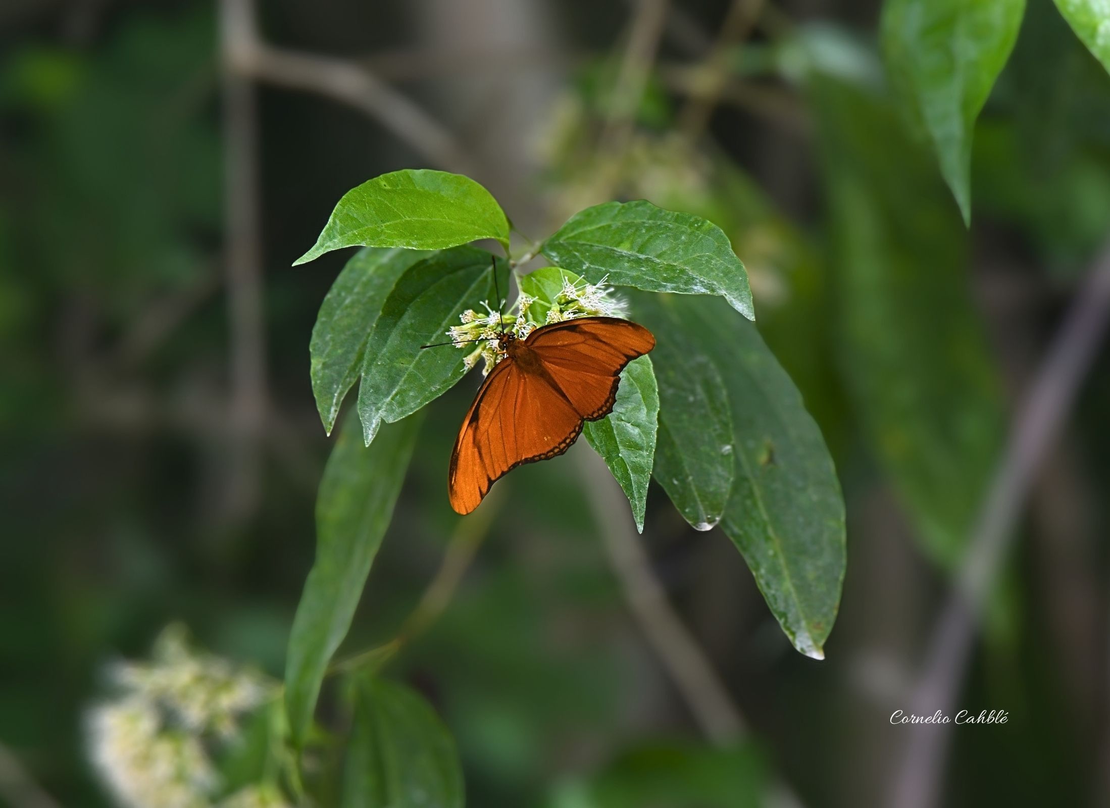 Dryas iulia