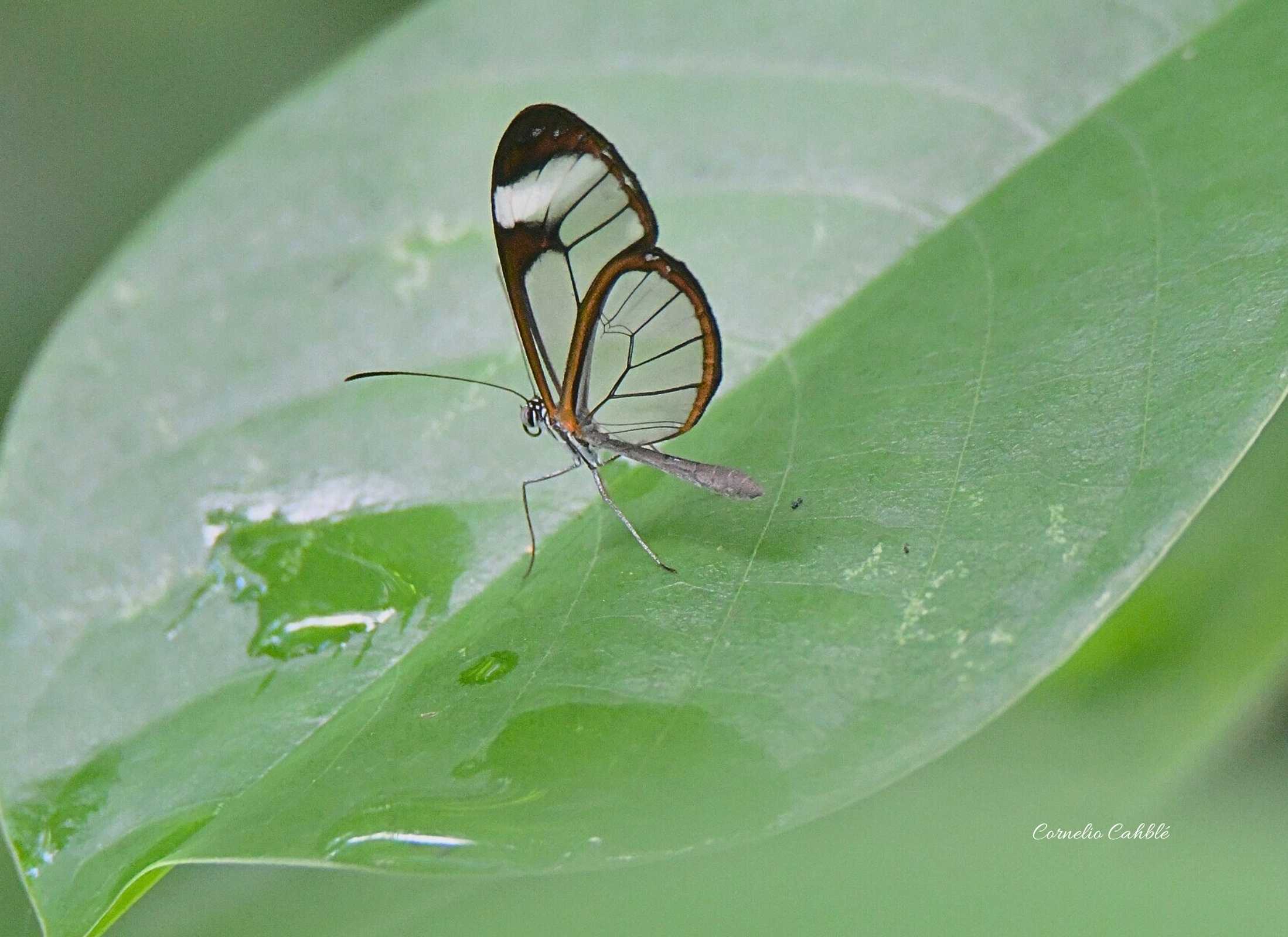 Pteronymia cotytto