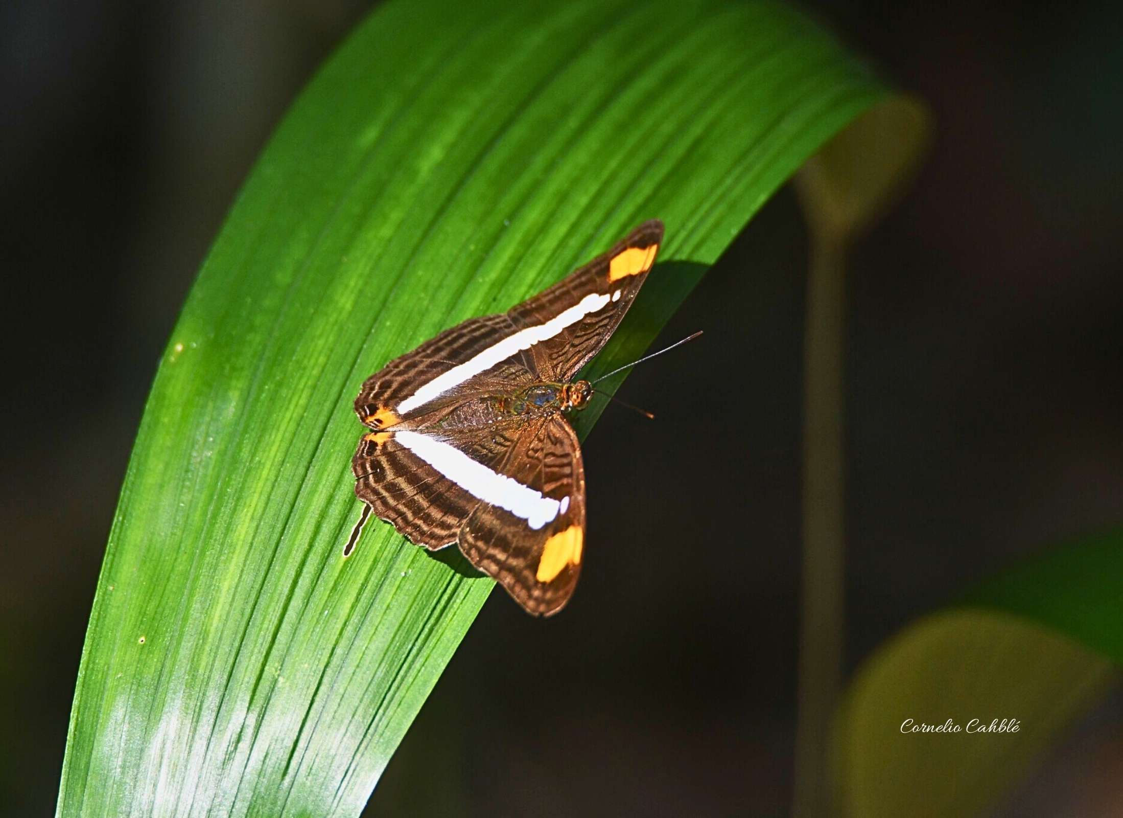 Adelpha basiloides