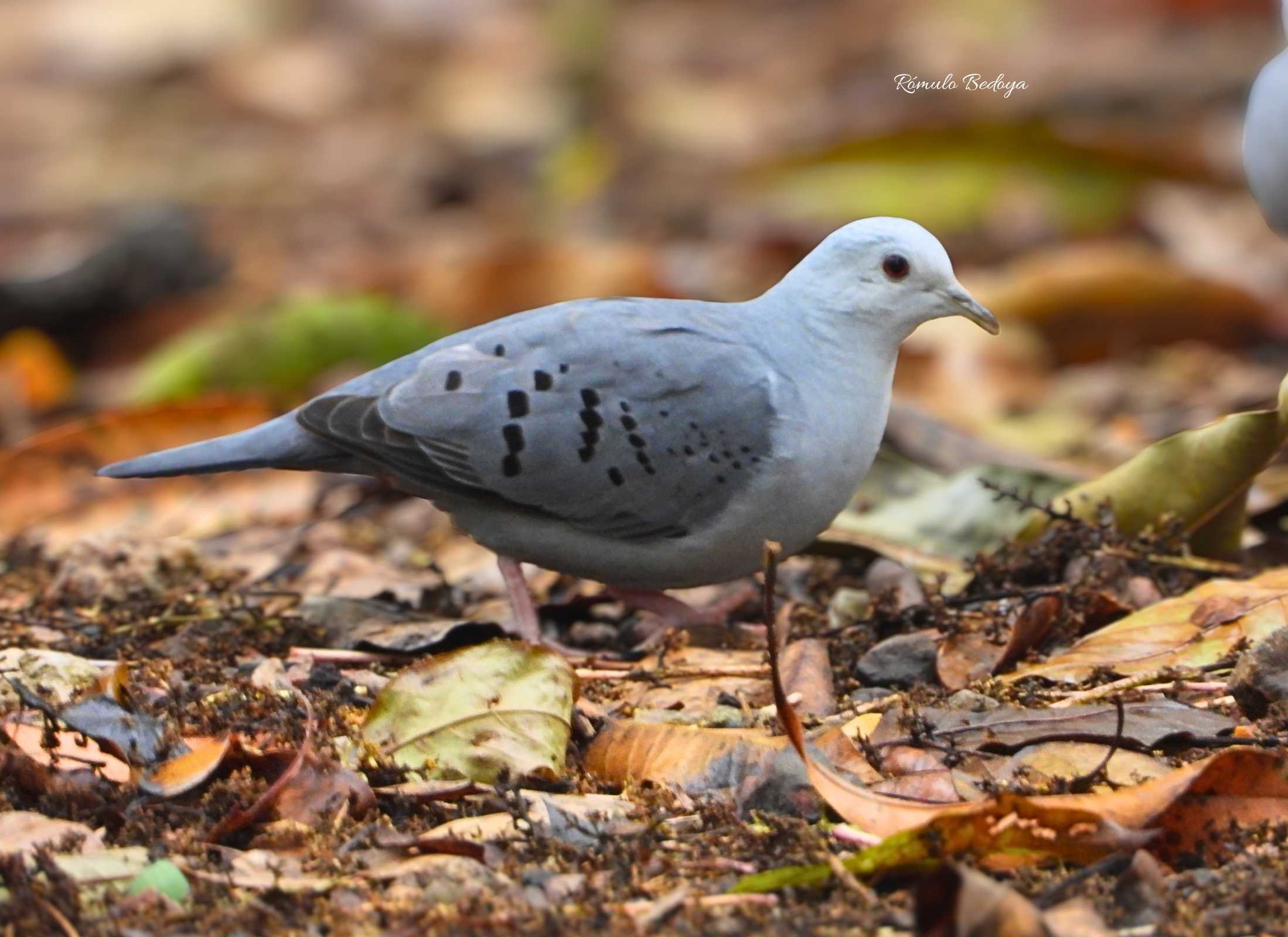 Blue Ground-Dove