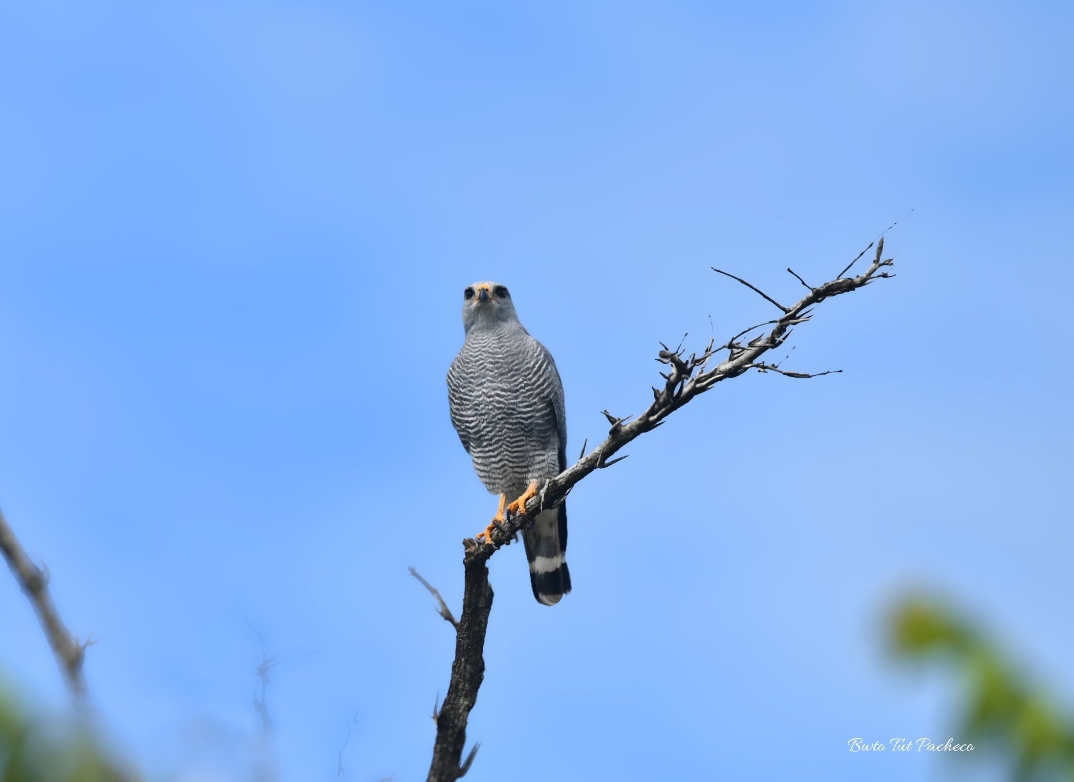 Gray Hawk