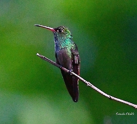 Rufous-tailed Hummingbird