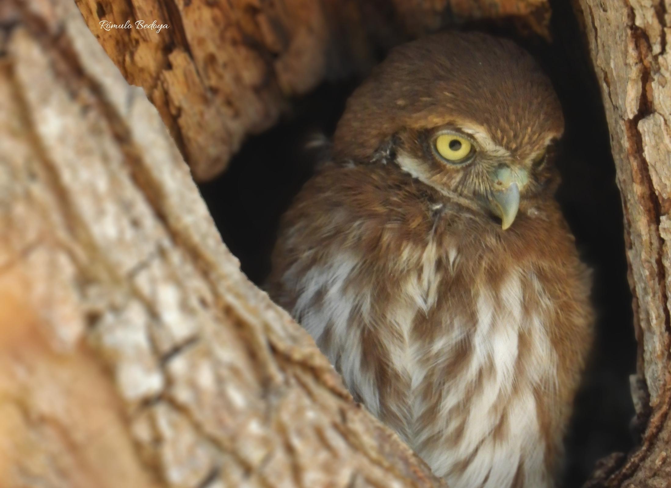 Ferruginous Pygmy-Owl