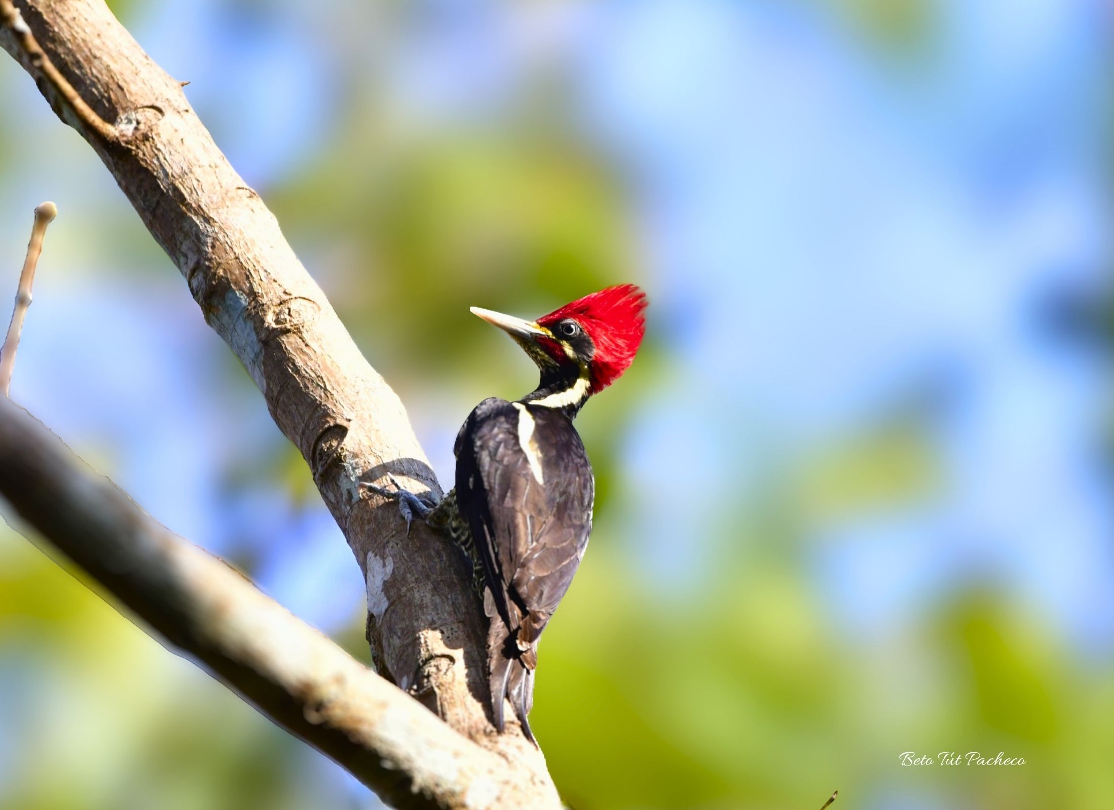 Lineated Woodpecker