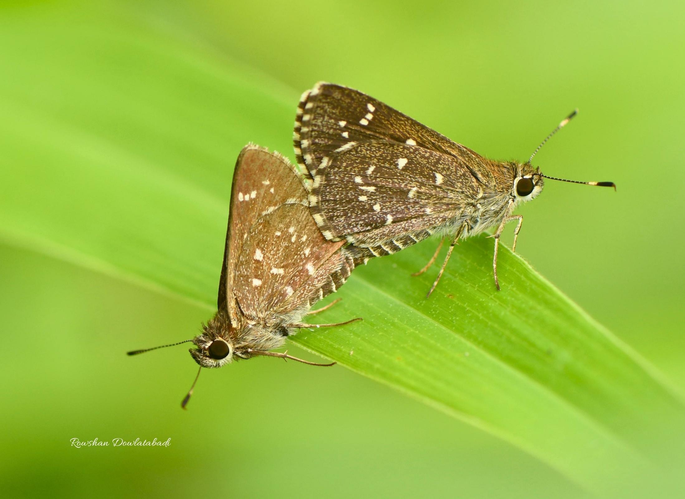 Amblyscirtes tolteca