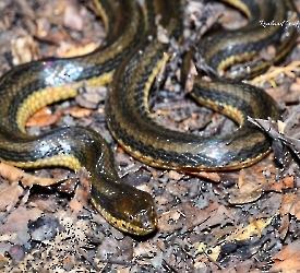 Coniophanes bipunctatus