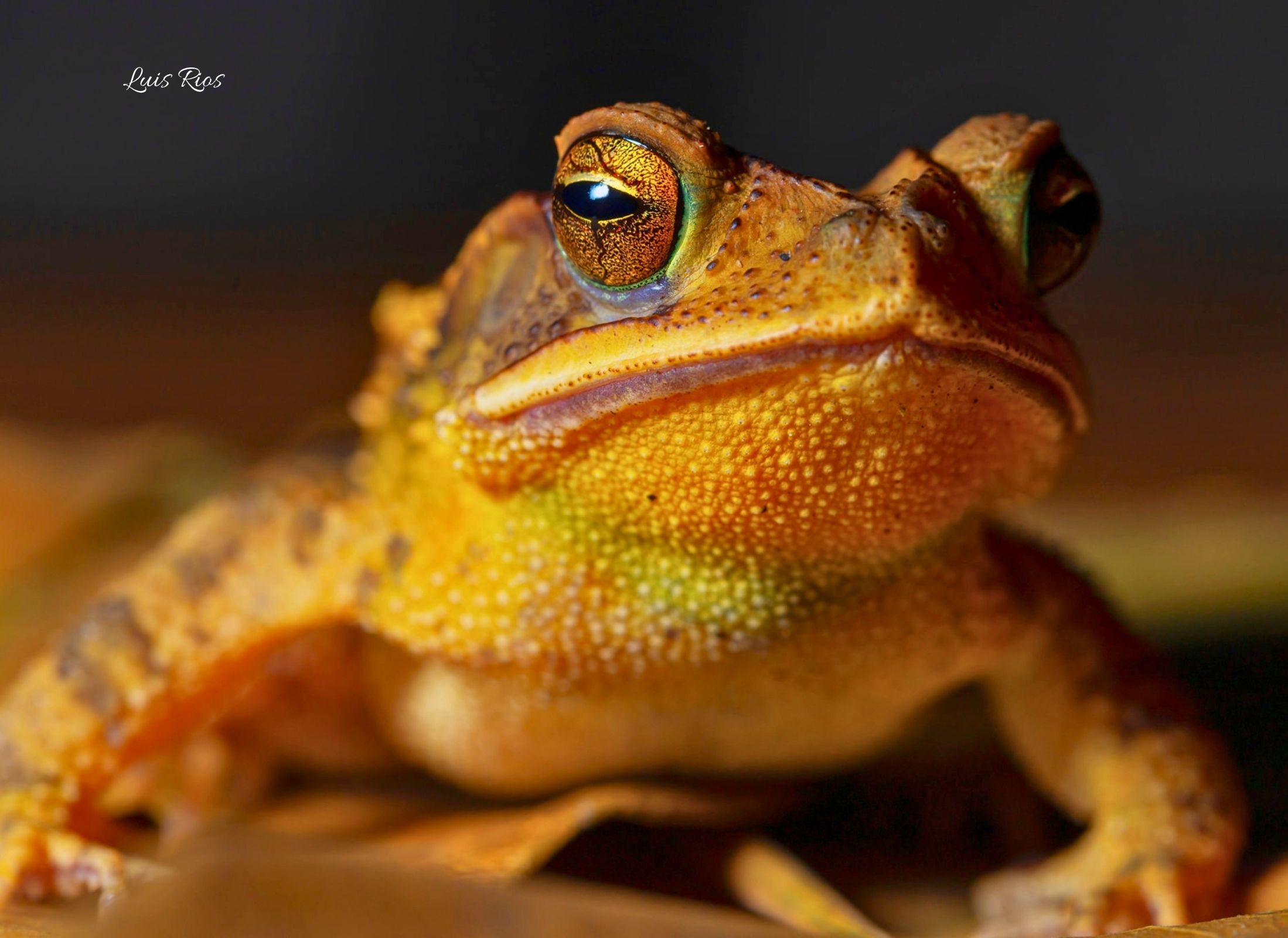 Incilius valliceps
