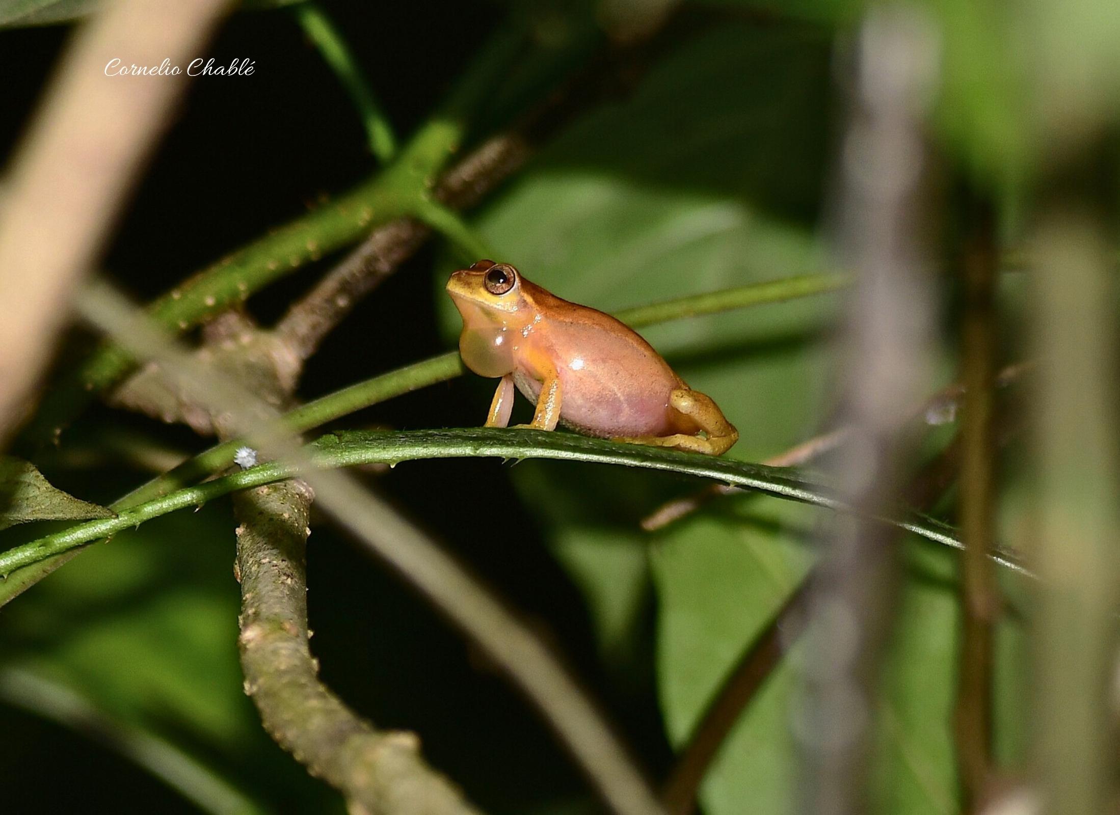 Tlalocohyla picta