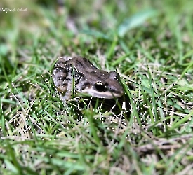 Leptodactylus fragilis