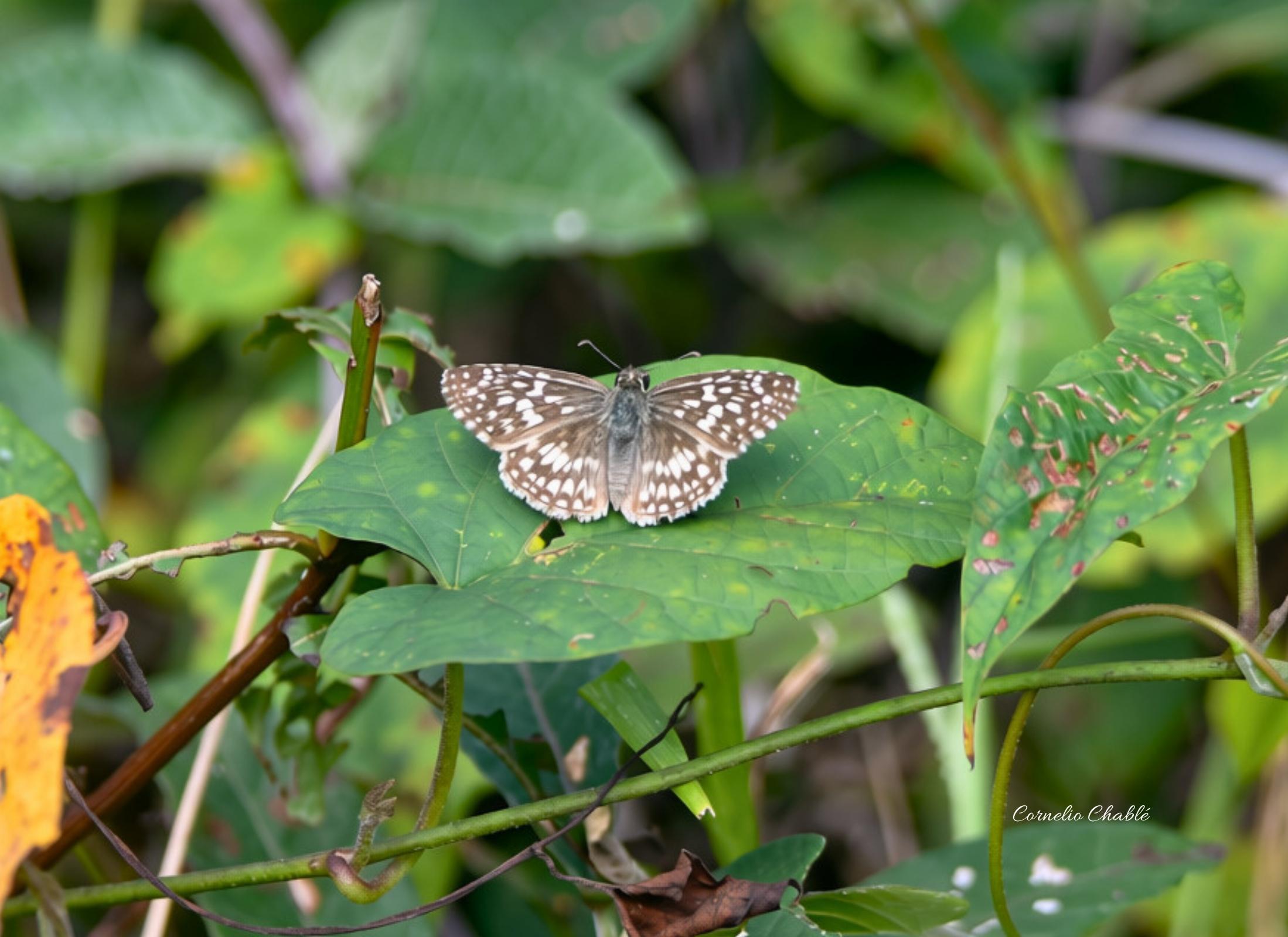 Pyrgus oileus