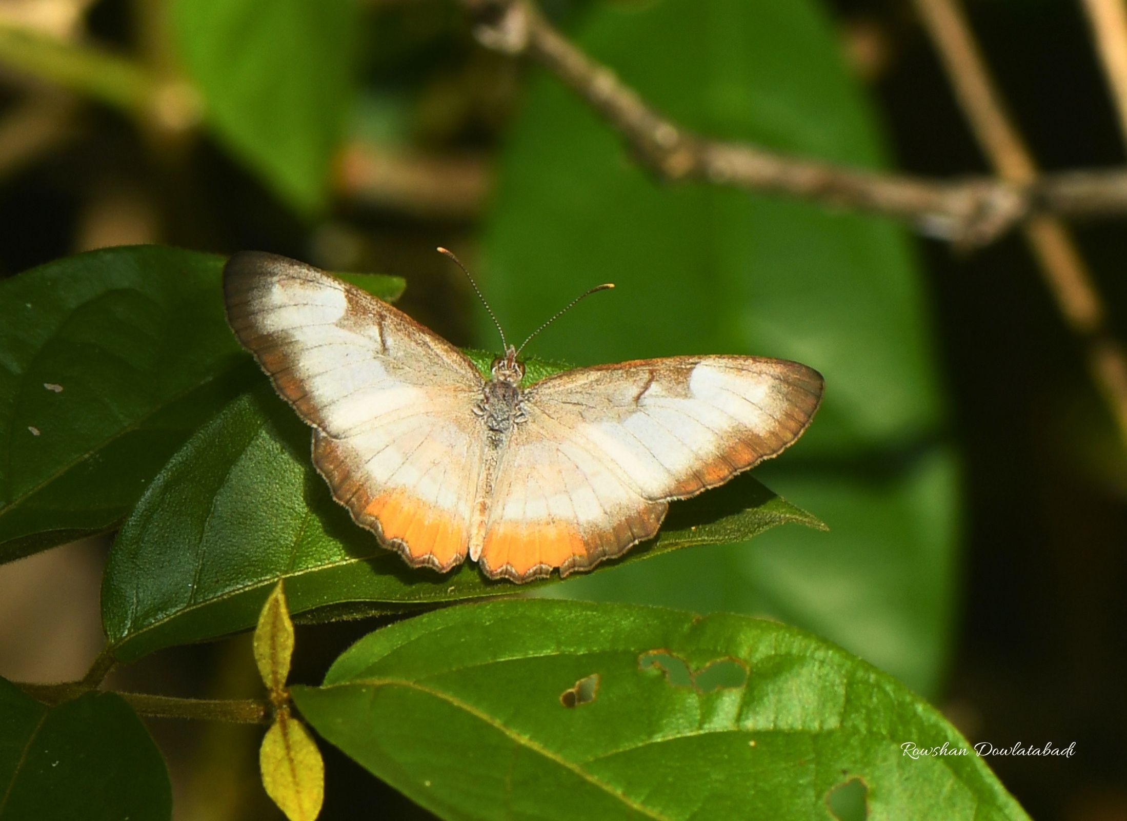 Mestra amymone