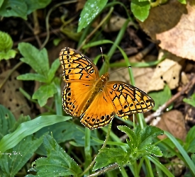 Euptoieta hegesia