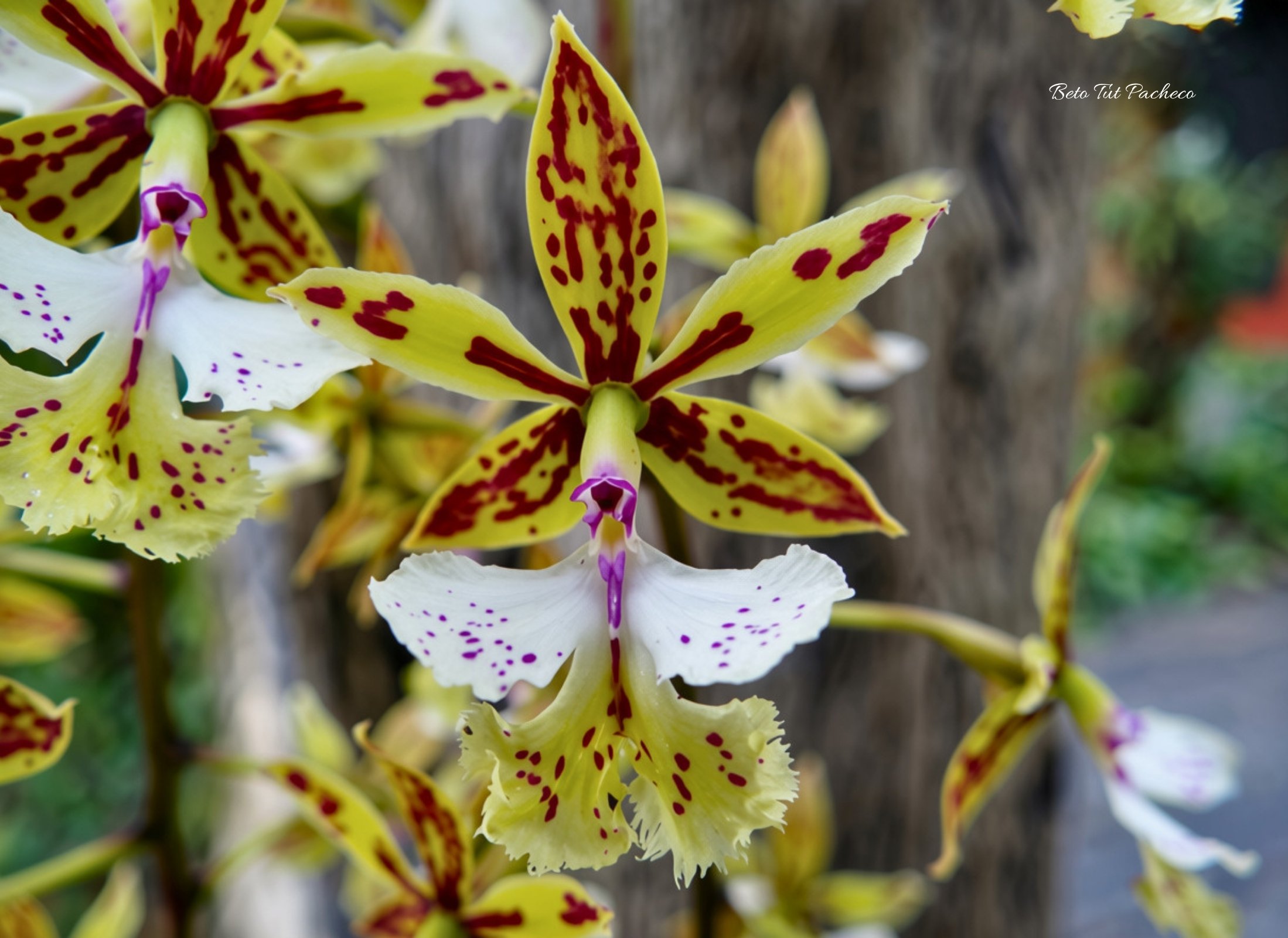 Epidendrum stamfordianum