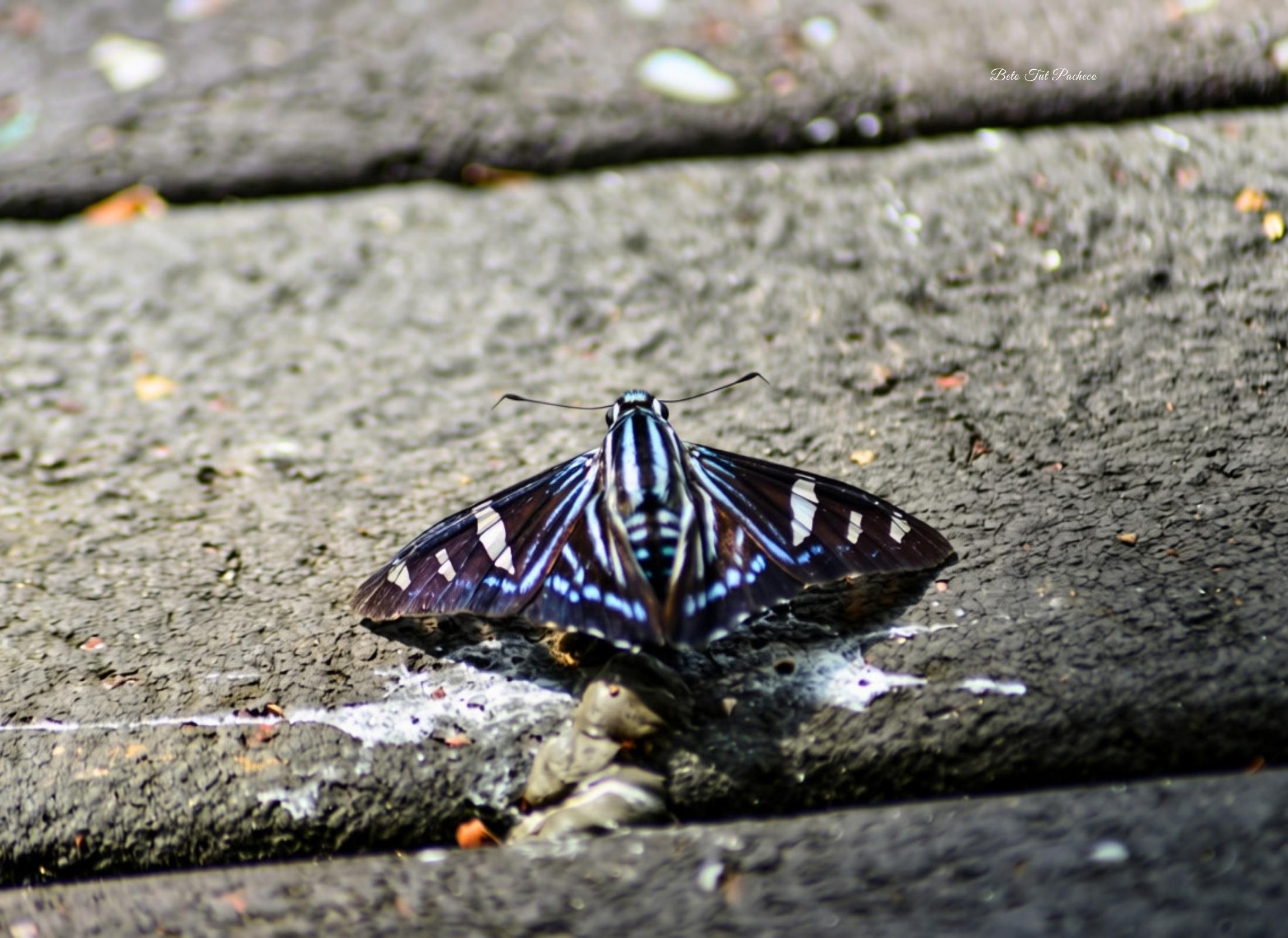 Phocides pigmalion