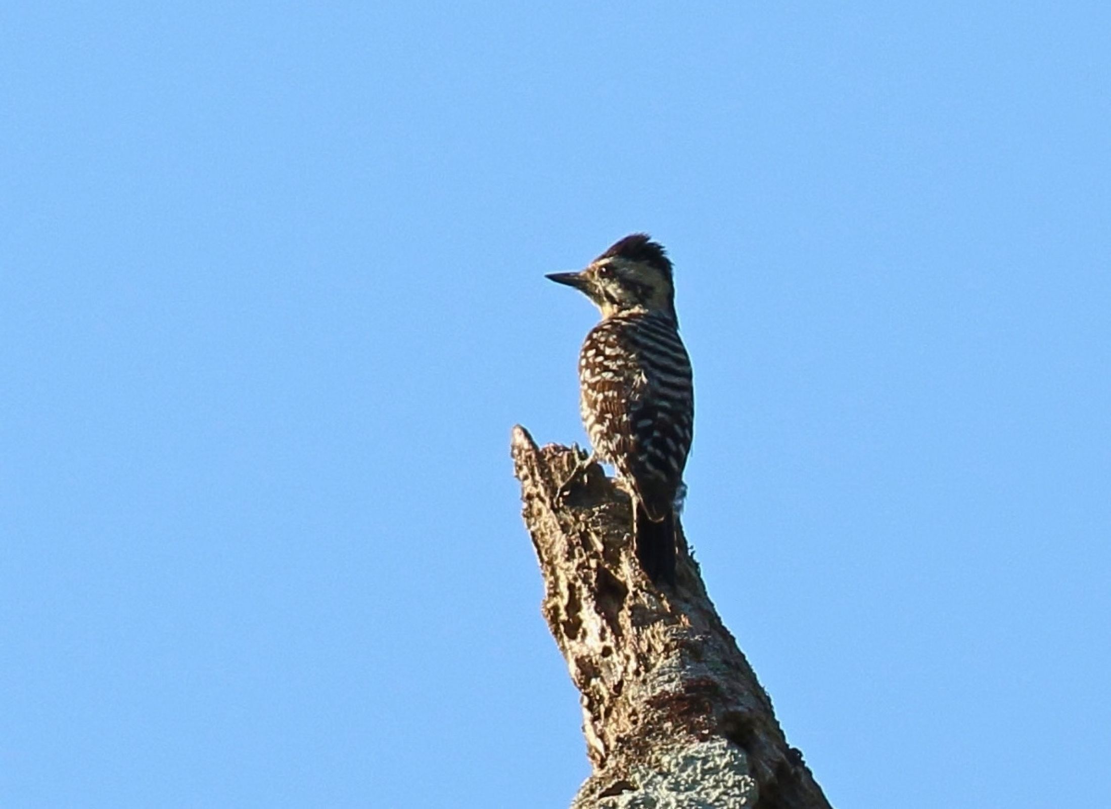 Ladder-backed Woodpecker