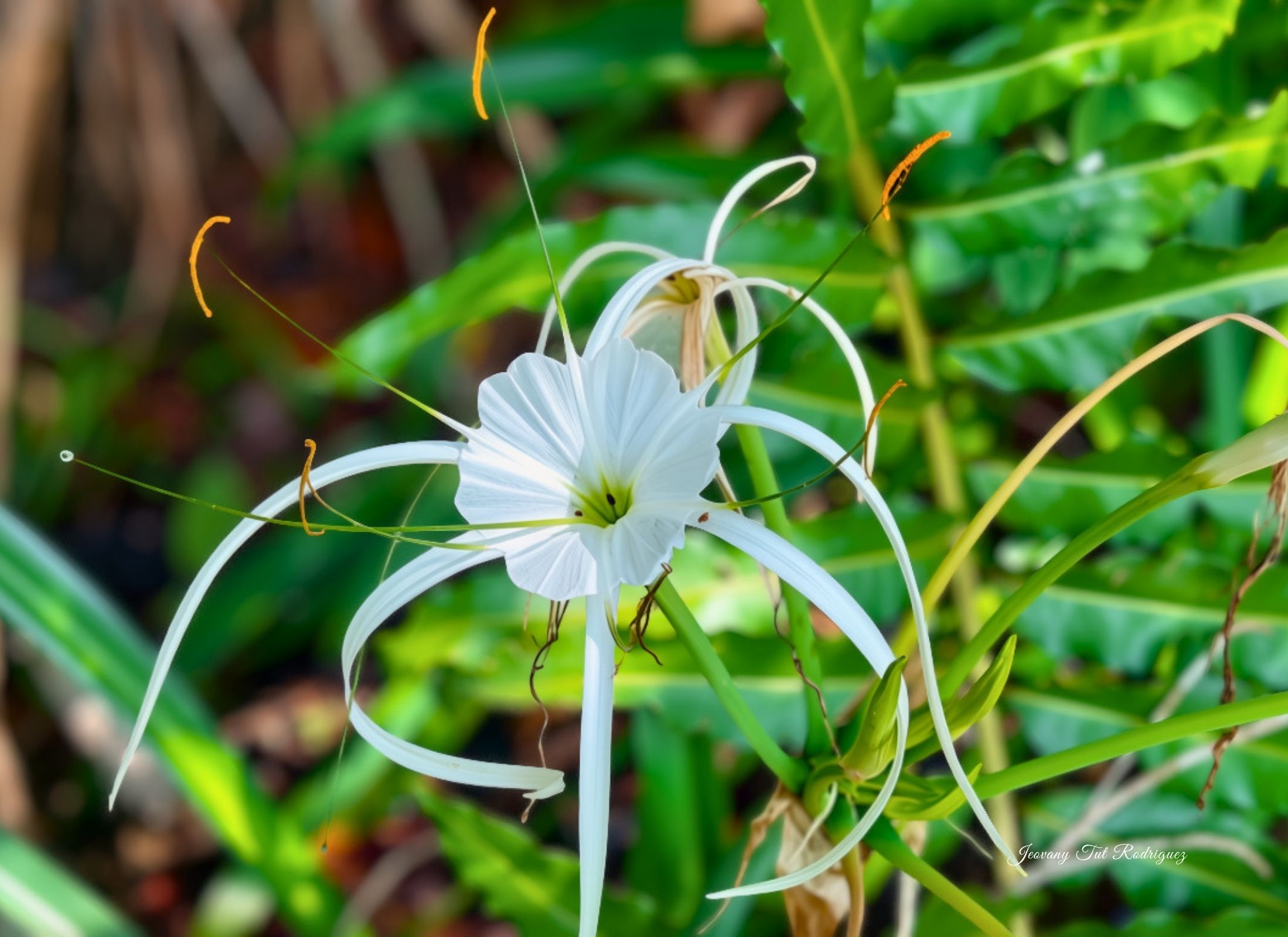 Hymenocallis littoralis