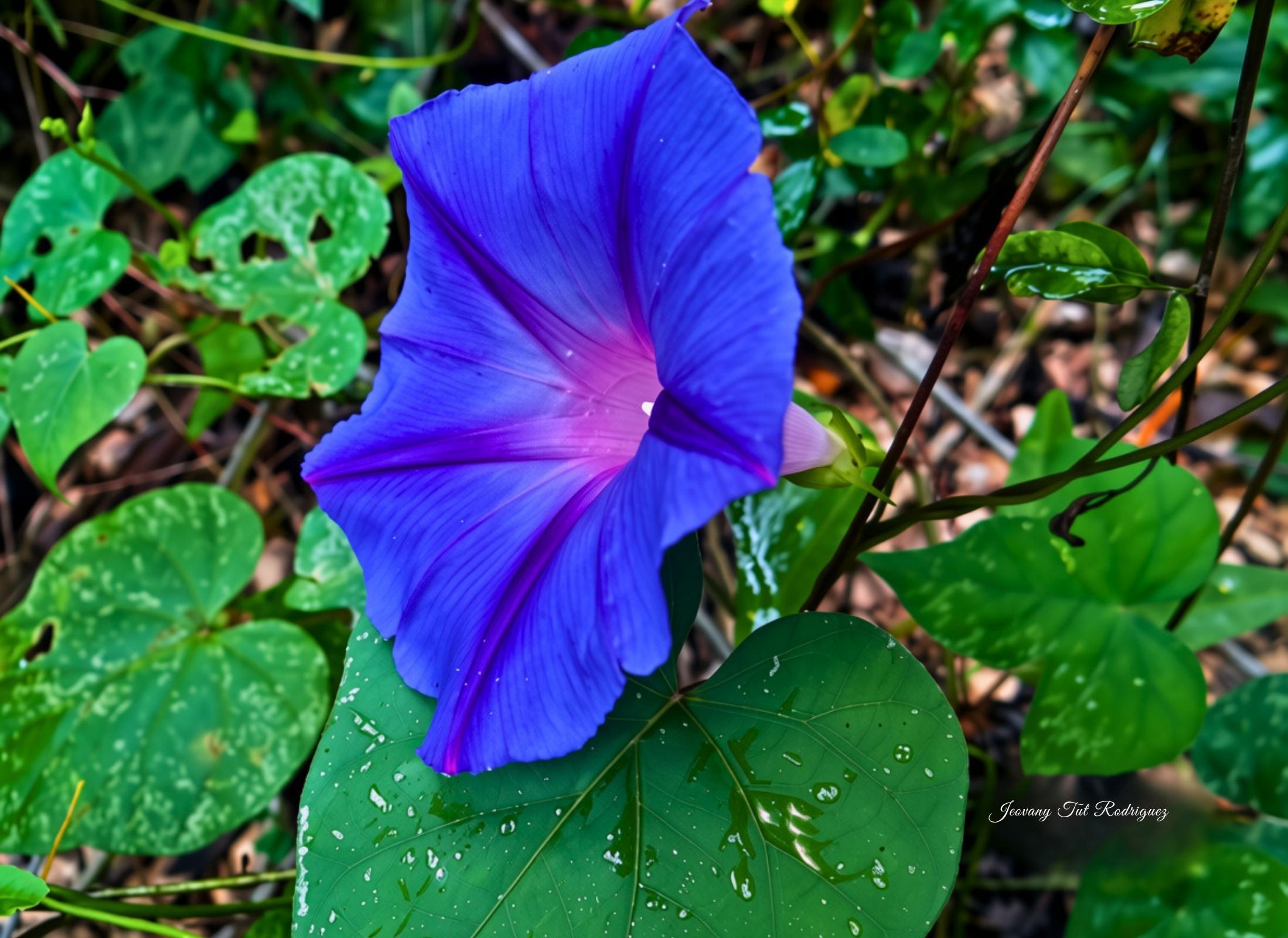 Ipomoea indica