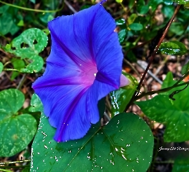 Ipomoea indica
