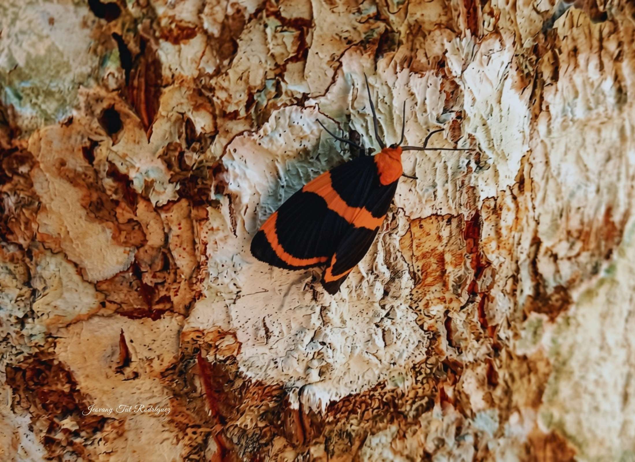 Eudesmia menea