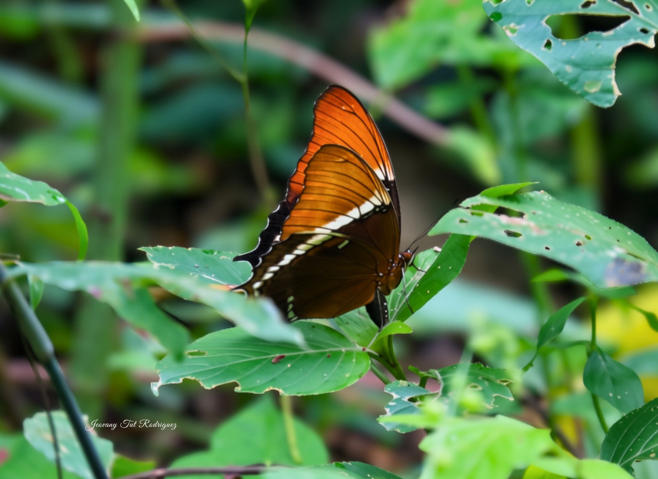 Siproeta epaphus