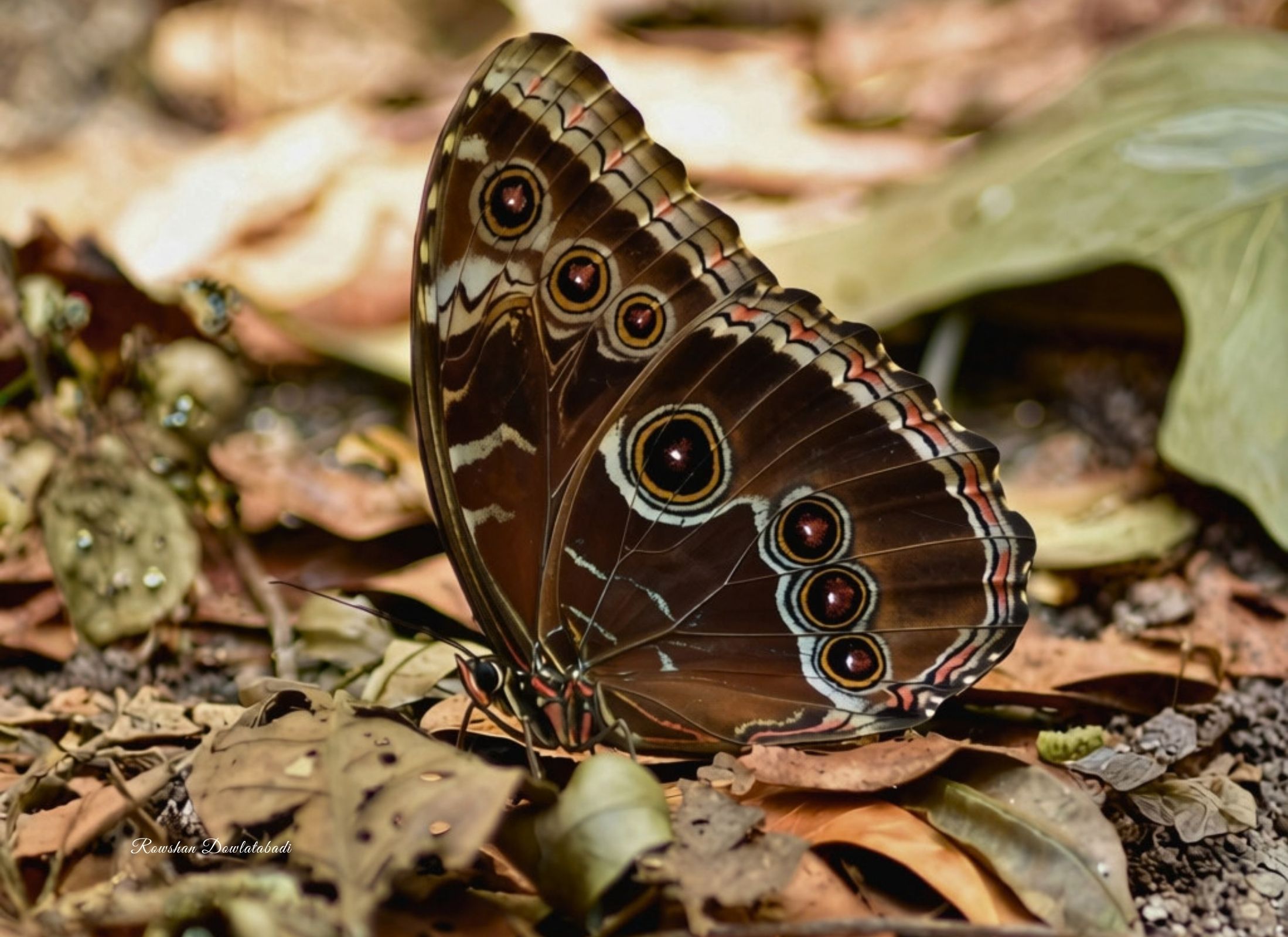 Morpho helenor