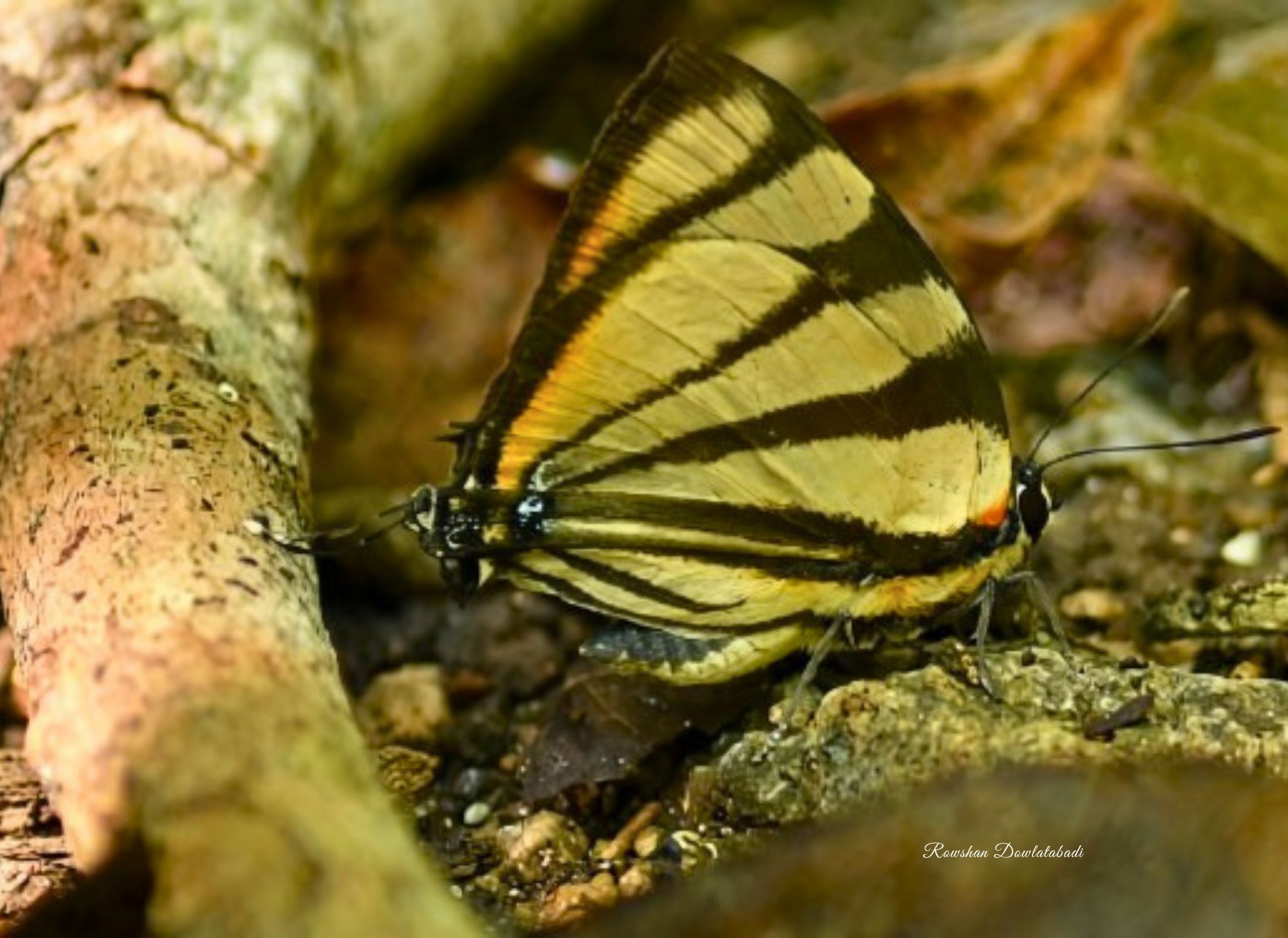 Panthiades phaleros