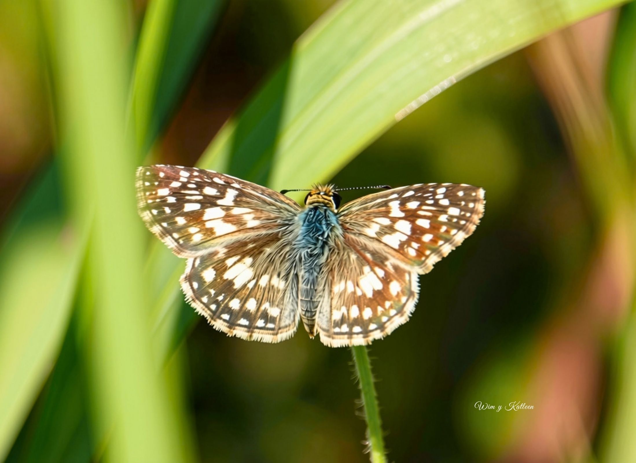 Burnsius oileus