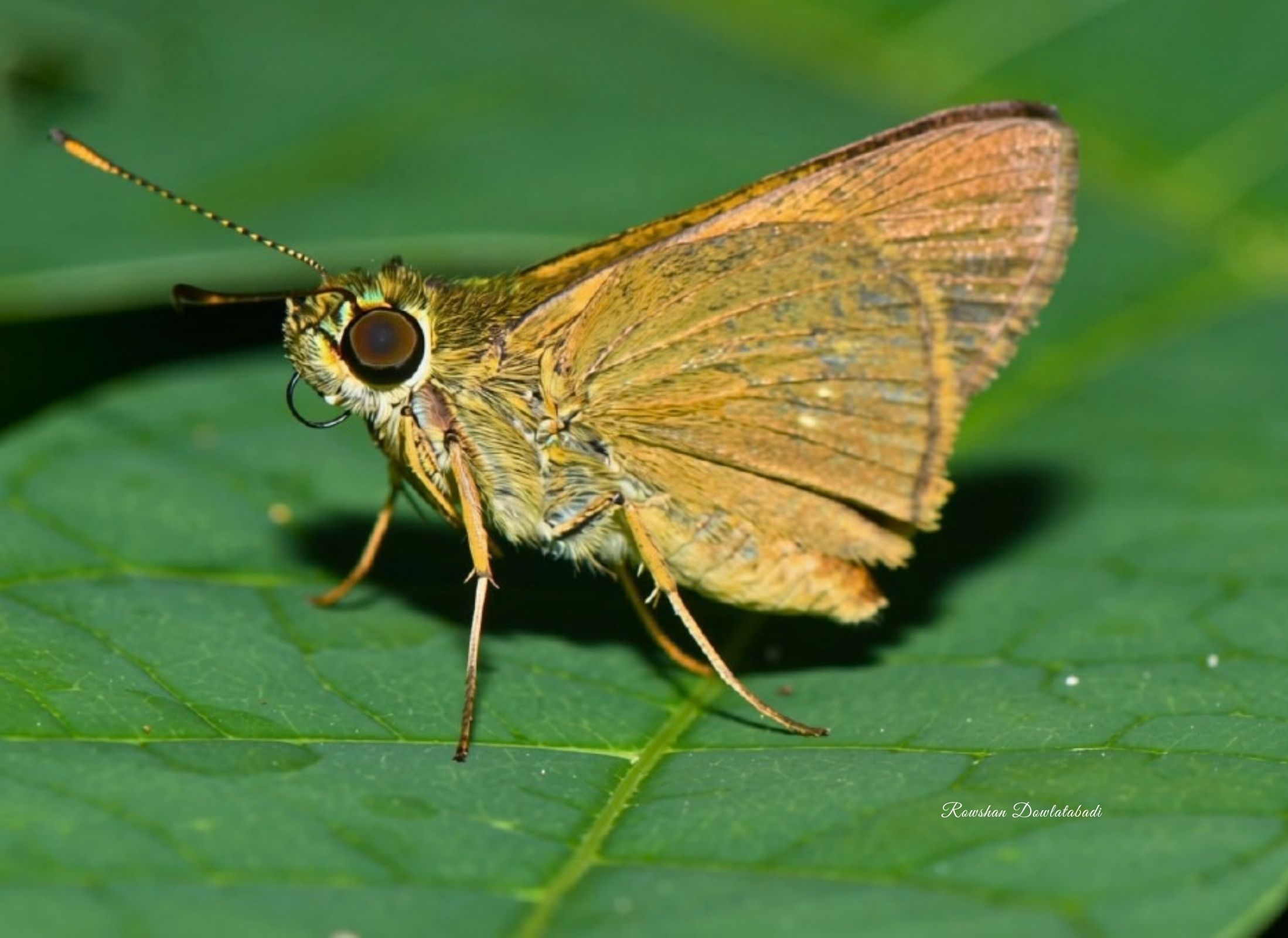 Corticea corticea