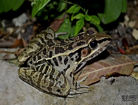Lithobates berlandieri