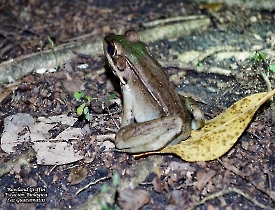 Lithobates vaillanti
