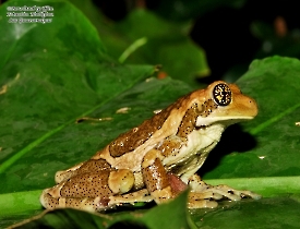 Trachycephalus-typhonius