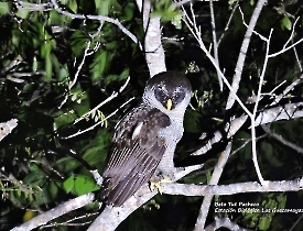 Black-and-white Owl