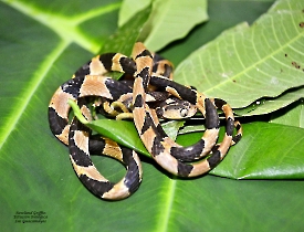 Imantodes cenchoa