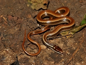 Coniophanes imperialis