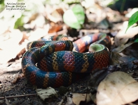 Lampropeltis abnorma