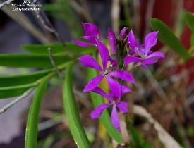 Epidendrum imatophyllum