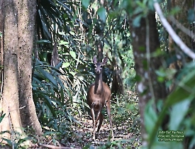 Odocoileus virginianus