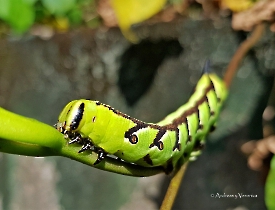 Agrius cingulata