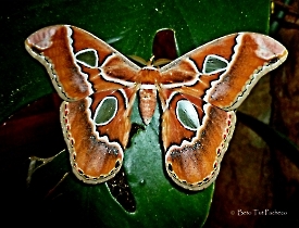 Rothschildia lebeau yucatana