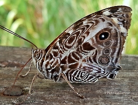 Smyrna blomfildia