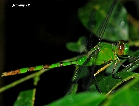Erythemis vesiculosa