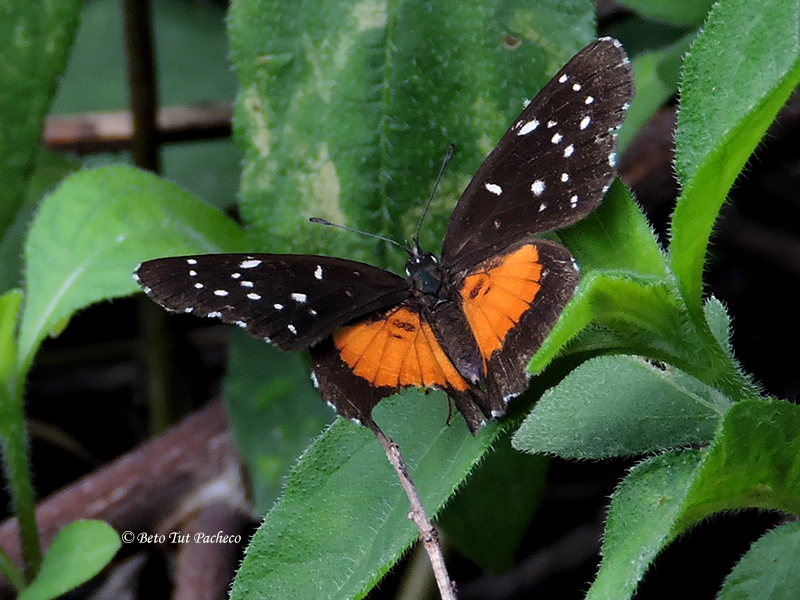 Chlosyne lacinia