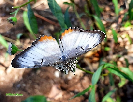Common Mestra-Mestra amymone