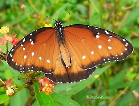 Queen Butterfly-Danaus gilippus