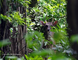 Odocoileus virginianus