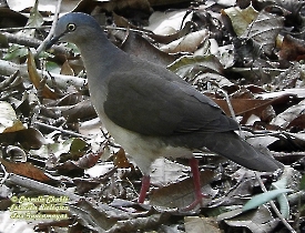 Gray-headed Dove-estacion-biologica-las-guacamayas