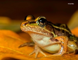 Lithobates-berlandieri