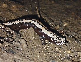 Salamandra